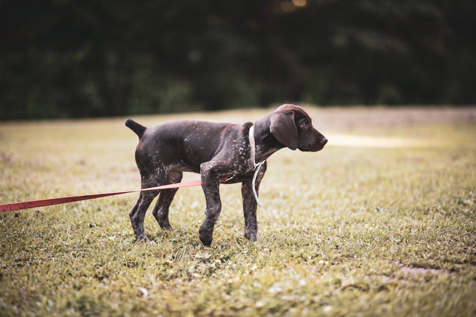 clicker training for puppies