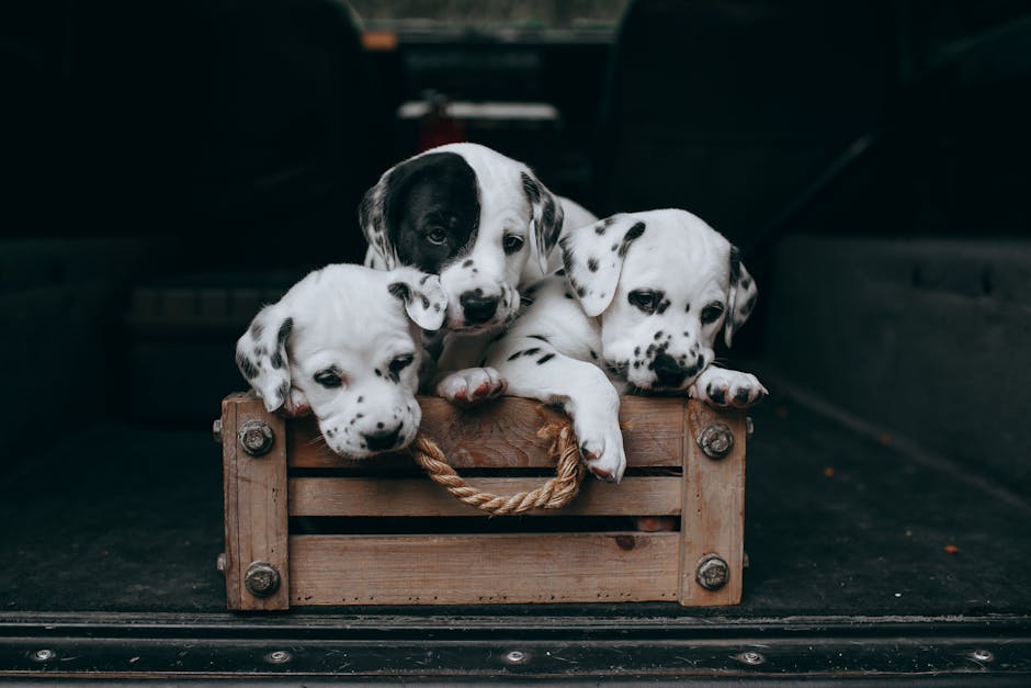 crate training classes