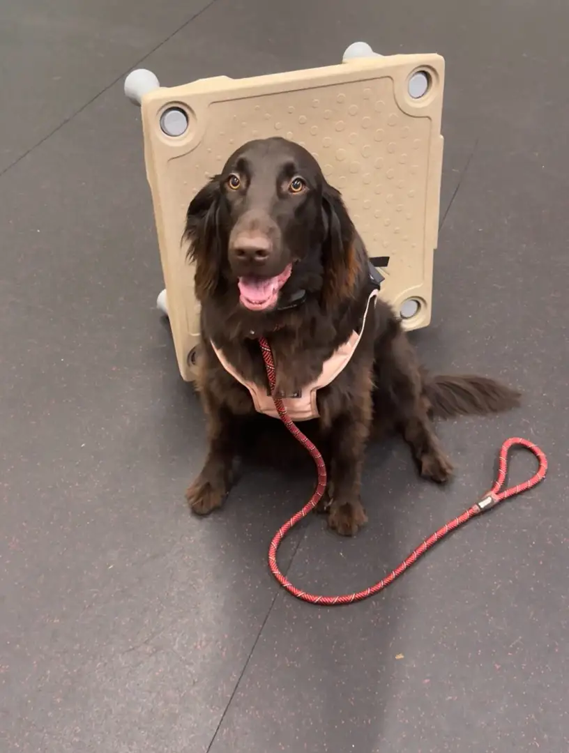 dog trainers in madison al