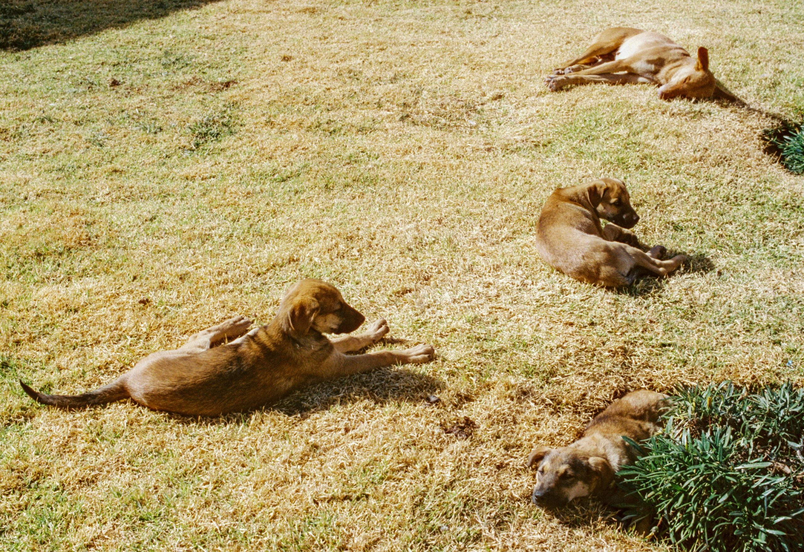 dog group classes