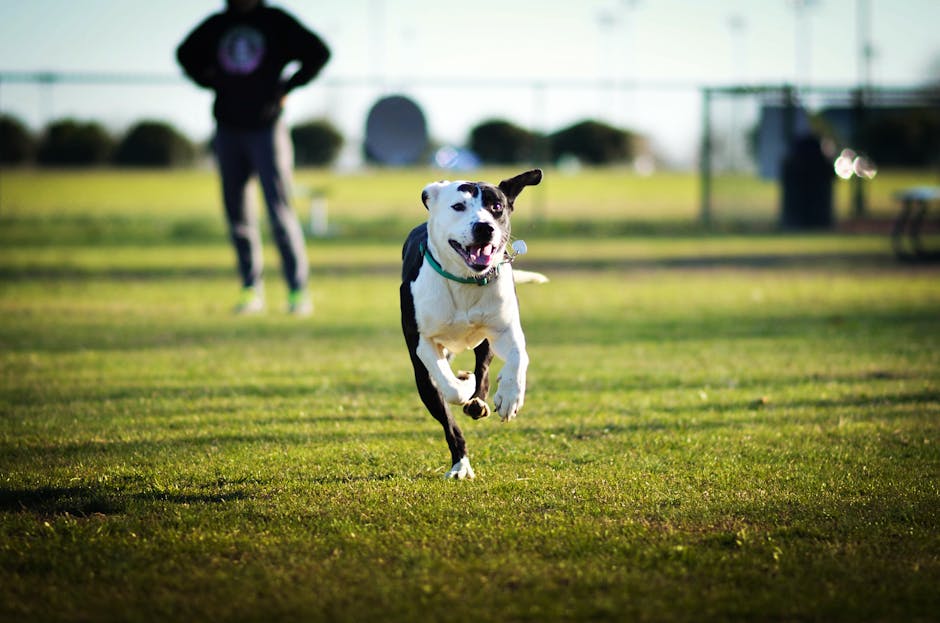 off leash huntsville