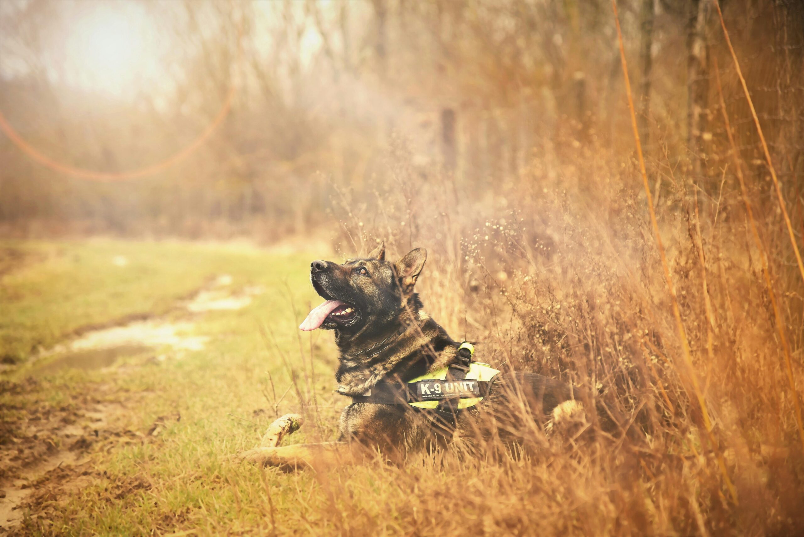 off leash k9 huntsville alabama